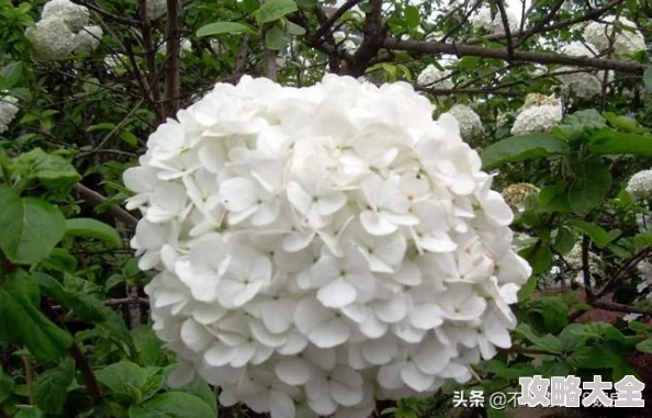 江南百景图琼花玉树如何获得？